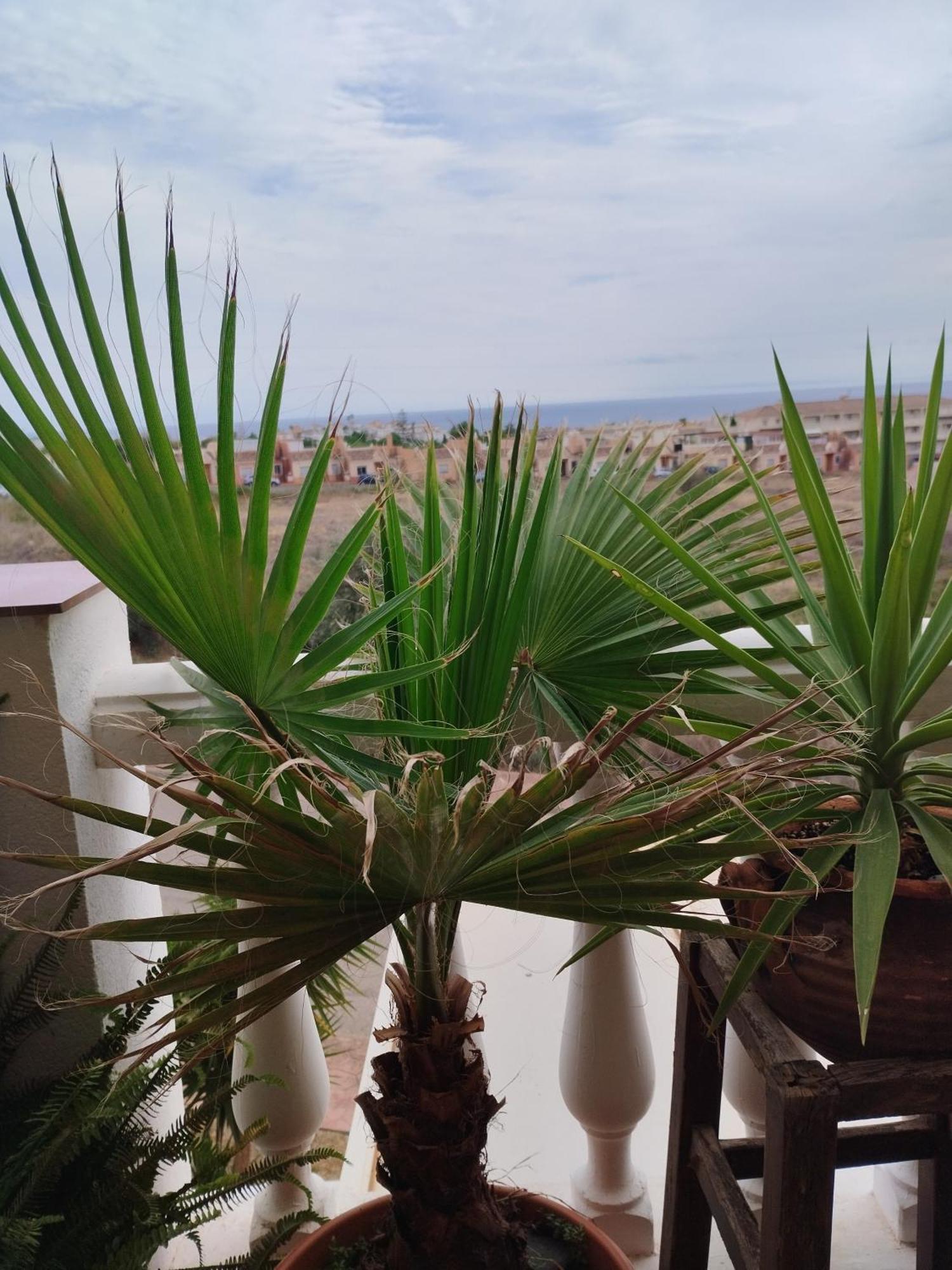 Casa Carino Apartment Torrox