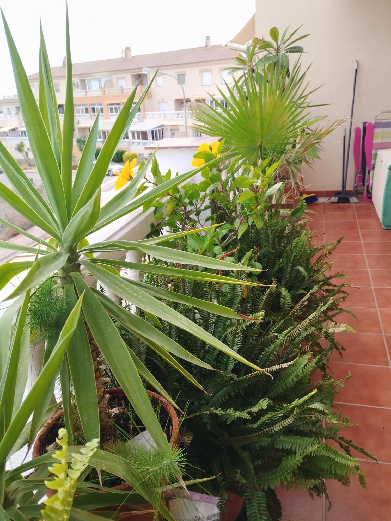 Casa Carino Torrox